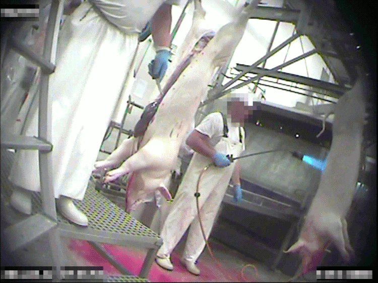 Tre slakteriarbetare gör varsitt moment med döda griskroppar: upphängning, tvättning och urtagning
