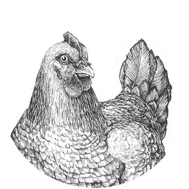 Illustration föreställande kycklingar