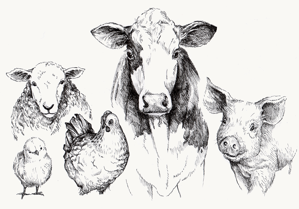 Illustration föreställande ett får, en ko, en kyckling och en gris sedda framifrån