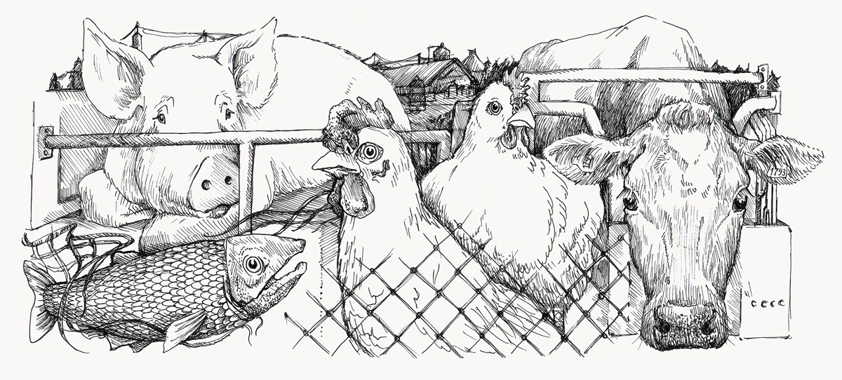 Illustration föreställande en fisk, en ko, en gris, en kyckling och en höna