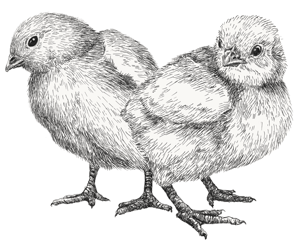 Illustration föreställande två kycklingar
