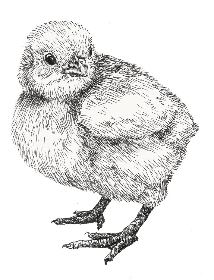 Illustration föreställande en kyckling
