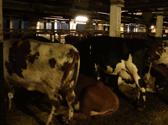 Rader med fastbundna, stående kor och en liggande ko med kedja om halsen
