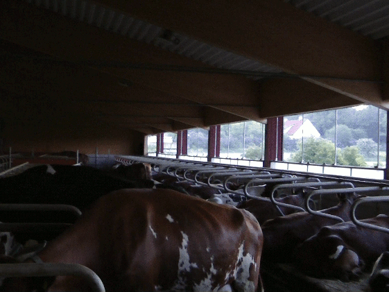 En ko tittar in i kameran. Bakom syns betonggolv, liggande kor i bås och en vacker sommardag utanför fönstret