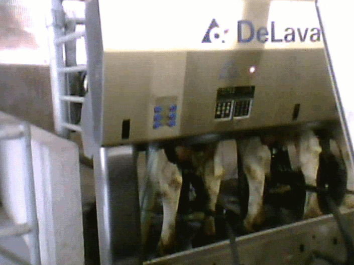 Kor som mjölkas i mjölkmaskiner