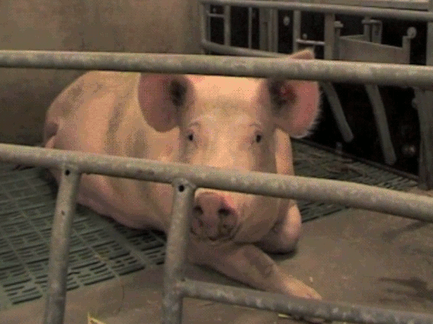 Korta filmklipp från djurfabriker